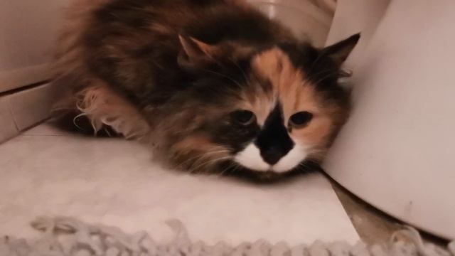 Знакомство двух кошек, уличной и домашней. смотреть онлайн