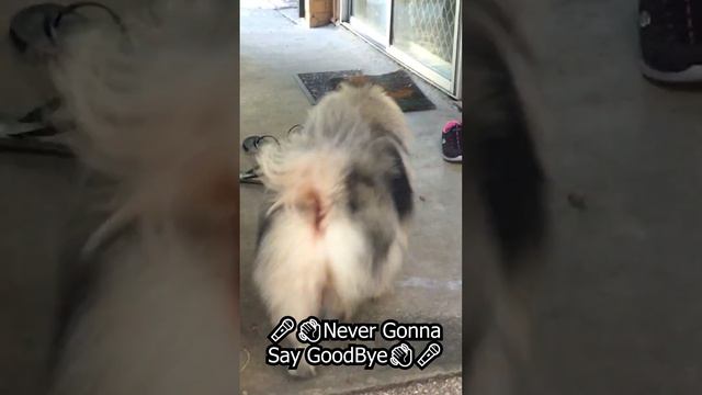 [Doggy version] rickroll #Short