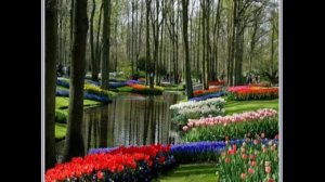 Красивейшие цветочные фантазии в Голландии!