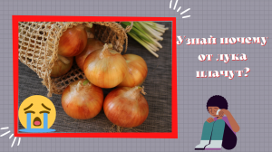 Узнай почему от лука плачут?