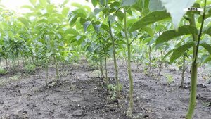 Ореховый сад как бизнес идея