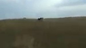 Охота на волков с собаками