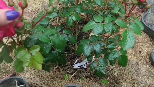 Обзор моего розария, 28.06.2020 смотреть онлайн