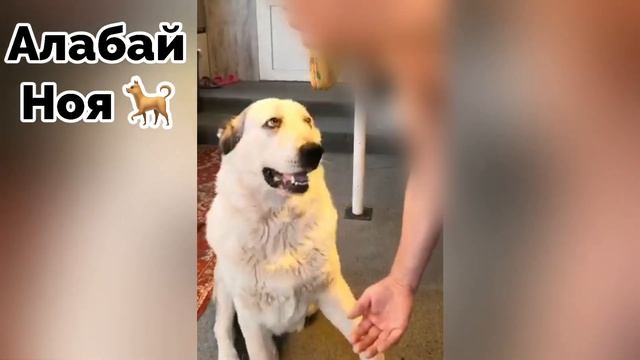 АЛАБАЙ показывает ЗАЙЧИКА||УМНЫЙ АЛАБАЙ||СРЕДНЕАЗИАТСКАЯ ОВЧАРКА||CENTRAL ASIAN SHEPHERD||ALABAI