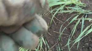 Коп по старине (часть 21)Коп на поле чудес.