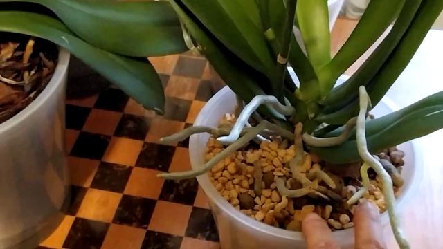 Орхидея ДИКИЙ КОТ. Варианты цветения Дикого кота. Цветущие орхидеи. смотреть онлайн