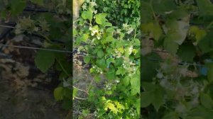 Малина сорт Марастар 14.05.2022 год.