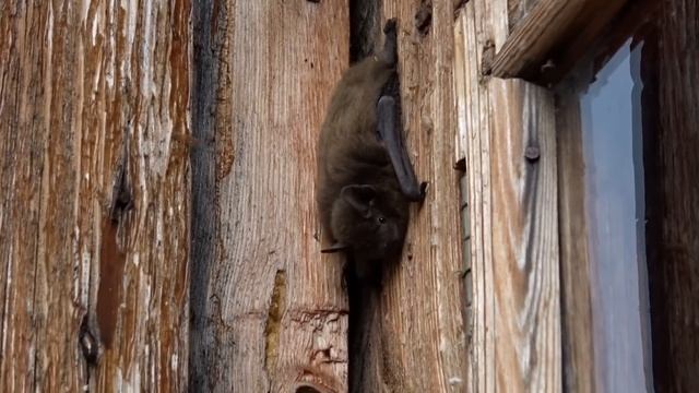 Летучая мышь днем. (нашли за ставней) . смотреть онлайн