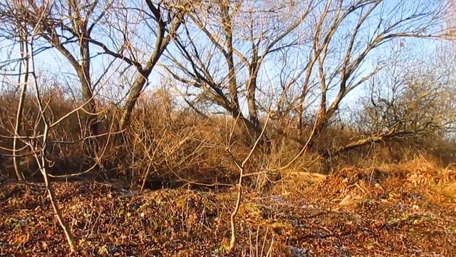 Устройство дендро-парка на пустыре. Финансы на увлечения. смотреть онлайн