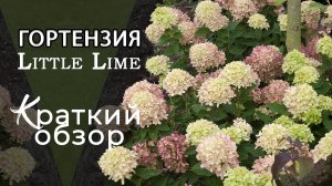 Гортензия метельчатая Little Lime. Краткий обзор сорта