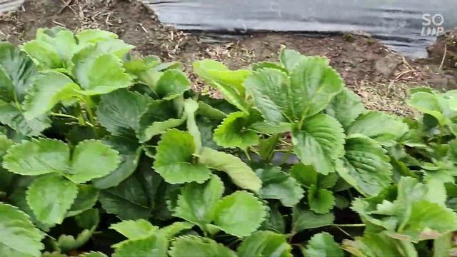 Необычные свойства Земляники сорта "Румба" ???❤️ смотреть онлайн