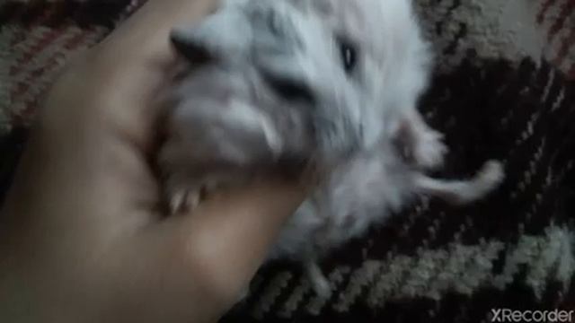 Хомяк стал лысым! Почему? | Видео про Семёновну смотреть онлайн