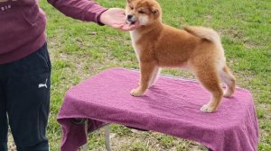 #Rubylight Ellis 🦊 3 месяца
(Shiomaru ever dream & Shiomaru Rozy varte) 
#сиба #шиба #рубилайт #сиб