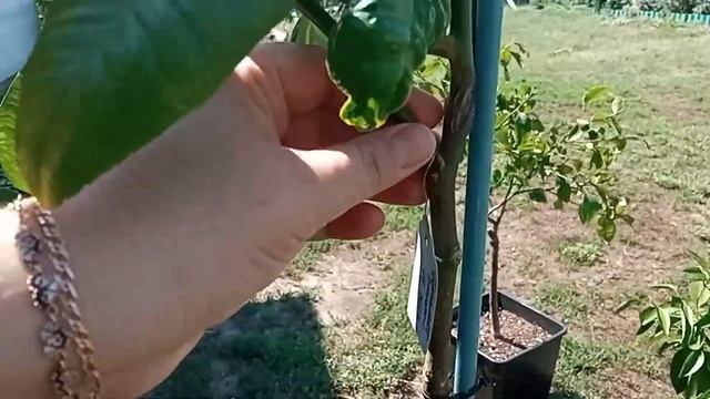 Формировка и обрезка Цитрусовых- на Штамбе. Лимон Сангвиниум и Апельсин Бергамот / Цитрусовый Рай смотреть онлайн