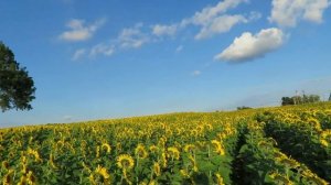 Подсолнухи, целое поле!  Sunflower field, Oct. 2018