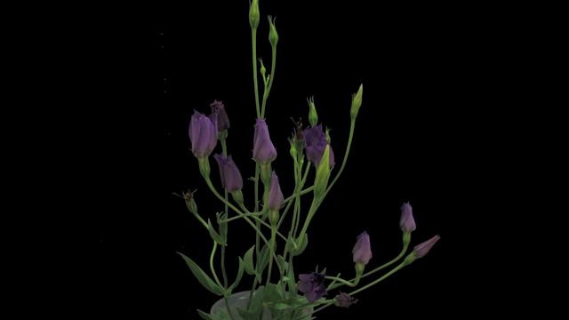 Wild Lisianthus (Eustoma exaltatum) time lapse смотреть онлайн