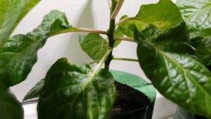 21 февраля. Удалять коронный цветок или нет? Перец Carolina reaper. Эксперимент. Часть 2.