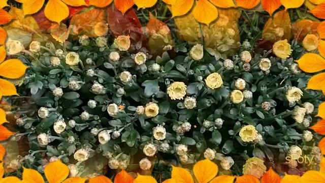 Вам осенние цветы! Музыкальная открытка для друзей