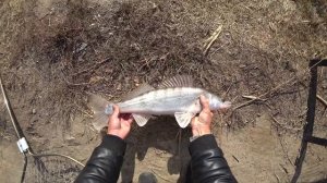 В МУТНОМ ОЗЕРЕ МОНСТРЫ ВОДЯТСЯ! Рыбалка на спиннинг и донку. Судак, форель.