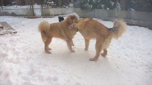 Схватка Тибетских мастифов !