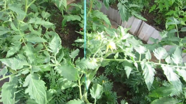 СПАСАЮ СВОИ ТОМАТЫ. смотреть онлайн