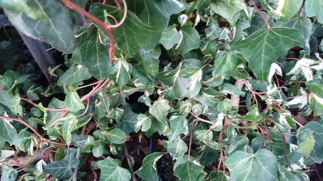Плющ звичайний Hedera helix " Andersoniana " смотреть онлайн