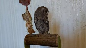 Сплюшкины вкусняшки ??? Совка СПЛЮШКА ???