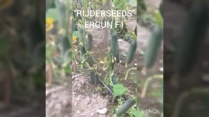 Огурец ЭРГУН F1 (ERGUN F1) - ранний партенокарпический гибрид огурца.