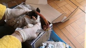 Распаковка посылки с пионами и лилиями. ??