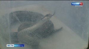 На улицах Волгограда замечены змеи