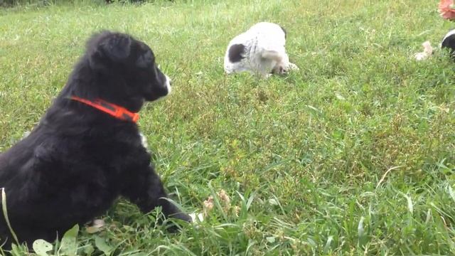 Щенки ищут дом и хозяина смотреть онлайн