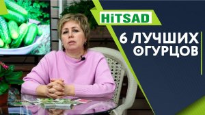 ТОП 6 Лучших Огурцов  Для открытого Грунта  ПЧЕЛООПЫЛЯЕМЫЕ СОРТА ОГУРЦОВ