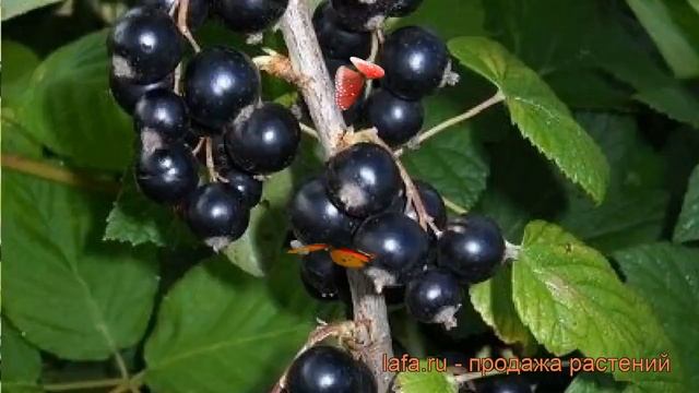 Смородина черная Дачница (ribes nigrum dachnitsa) ? обзор: как сажать, саженцы смородины Дачница