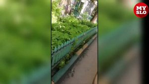 «Накажи автохама»: про дворовую принципиальность