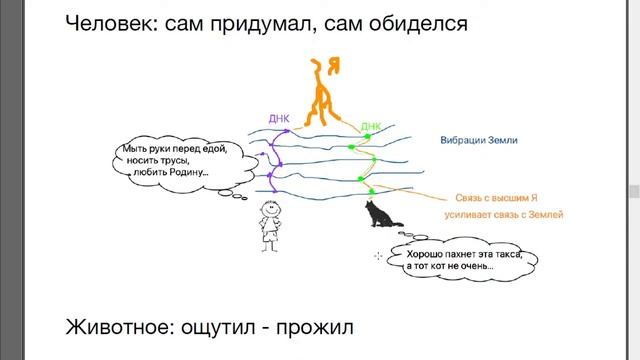 СОЗНАНИЕ ЖИВОТНЫХ | Что после жизни?
