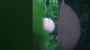 Дождевик или гриб головач - часть 3