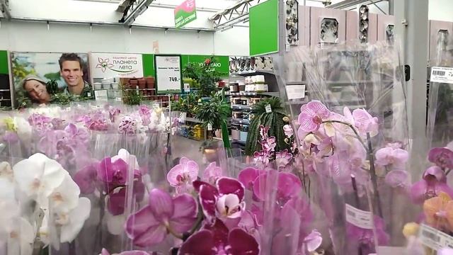 В поисках новых комнатных растений по садовому центру Планета Лета. Есть приятные сюрпризы!! смотреть онлайн