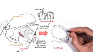 Акушерство. Этапы родов