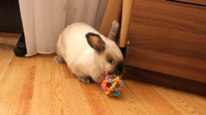 Воняют ли кролики? | Fluffy Life ;)