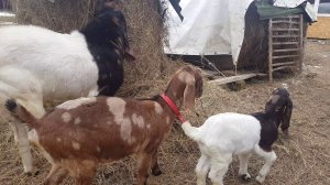 ДЕРЕВЕНСКИЕ ЖИВОТНЫЕ КОЗЫ КАМОРИ ОСЛИКИ КОРОВКА PATERI GOATS
