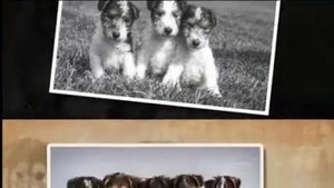 Собаки породы Фокстерьер!