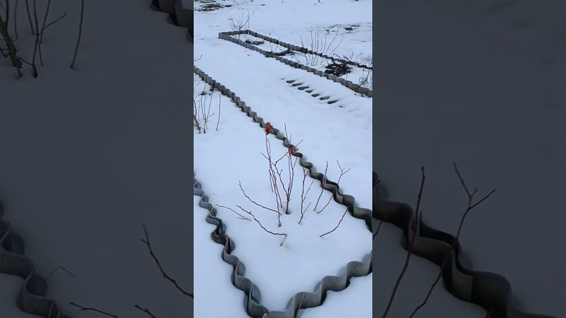 Подготовка соснового опада для голубики зимой. Дачные будни.
