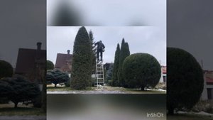 Стрижка туи Брабант