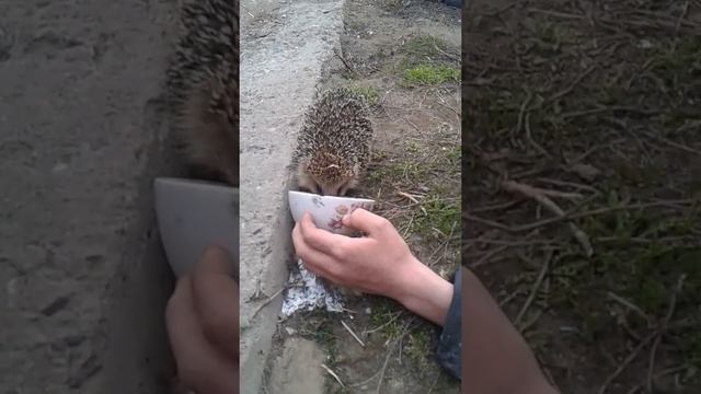 Нашли ёжика и кормим его молоком? смотреть онлайн