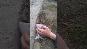 Нашли ёжика и кормим его молоком?