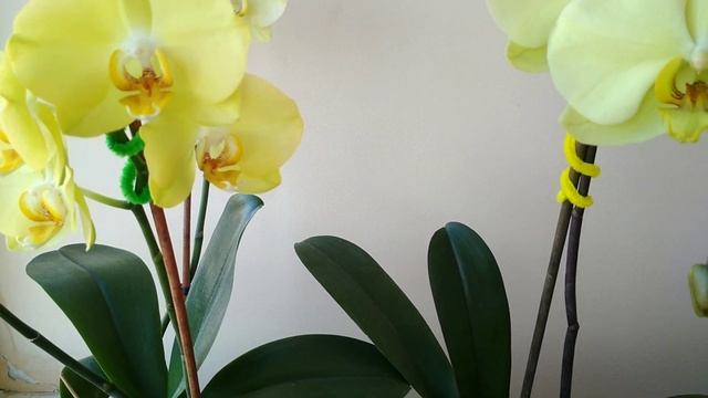 Фаленопсис ☀️Голден Аполлон ☀️ Golden Apollon первое цветение.Ожидание и реальность!