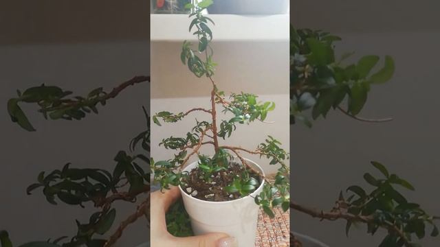 #shorts Бонсай из мирта #bonsai #myrtle смотреть онлайн