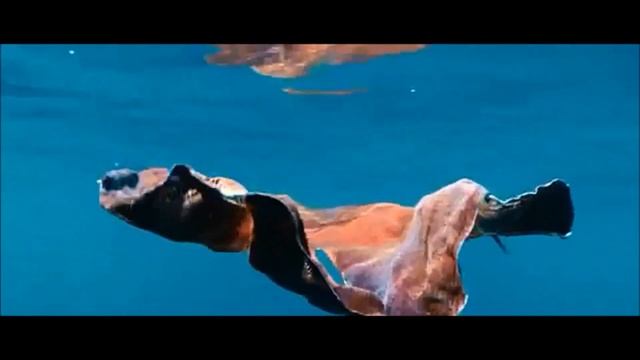 Японская живопись суми-э. Художник Катерина Чёрная. Осьминог смотреть онлайн