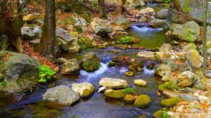 Медитация Со Звуками Природы ✦ Пение Птиц В Осеннем Лесу ✦ Релакс.