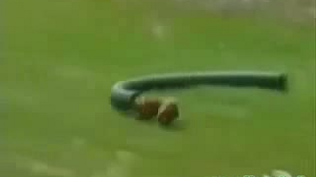 приколы с животными смотреть онлайн